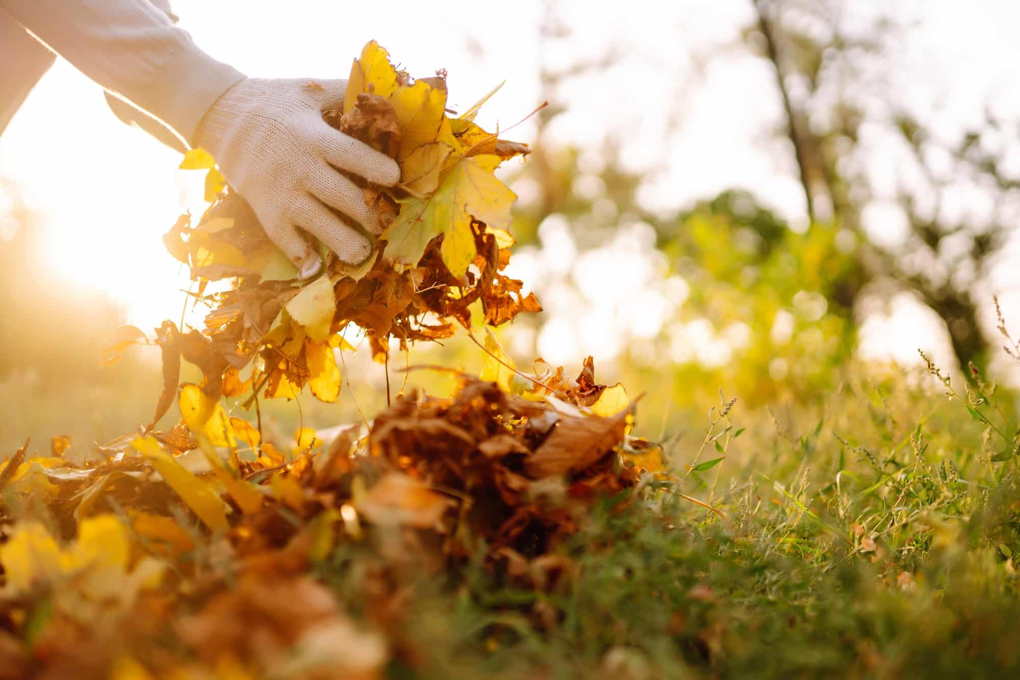 Close Up Of a male hand Raking Autumn Leaves In Garden. Autumn garden works.